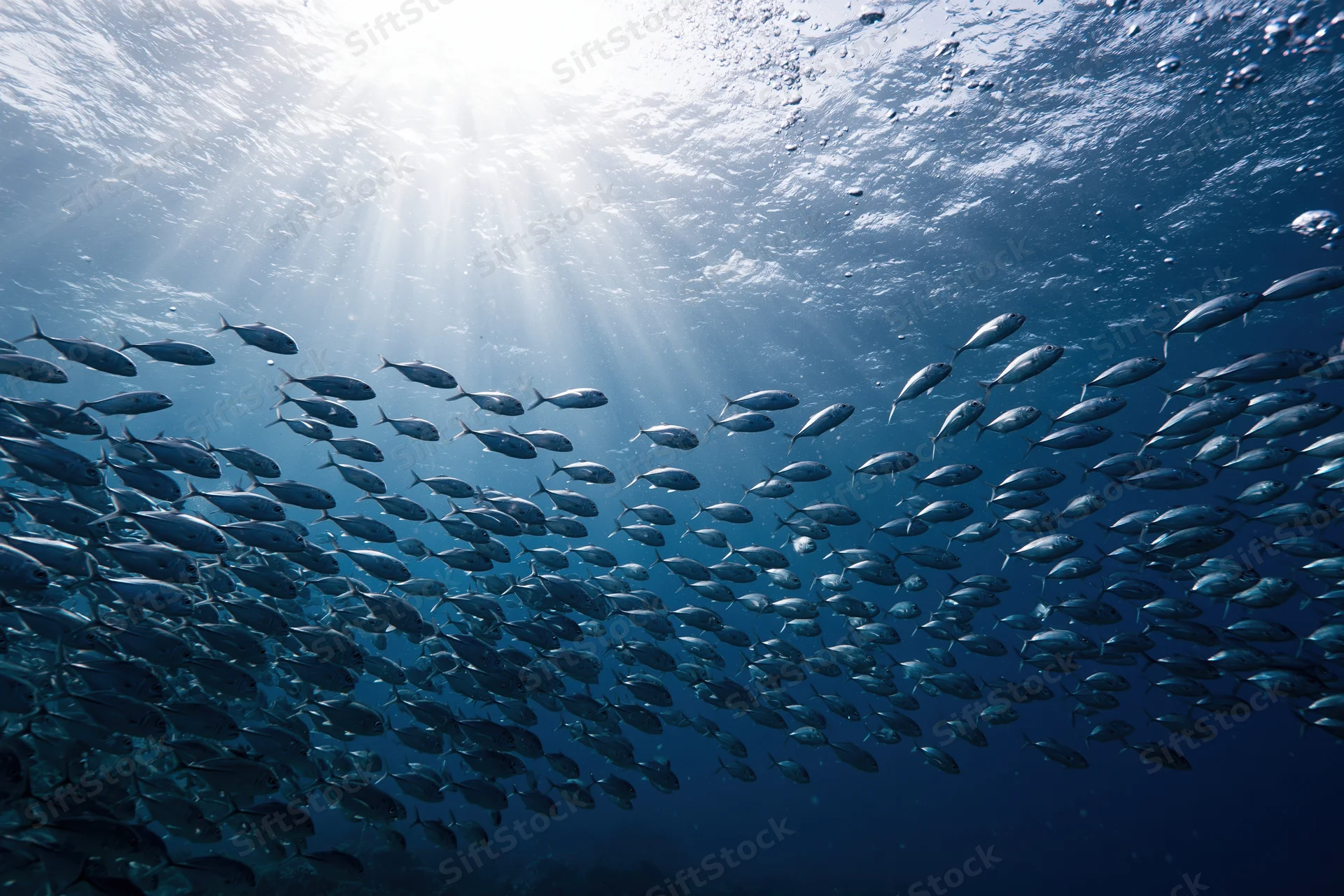 Large school of small silver fish swimming underwater in the ocean with sunlight streaming through the water surface