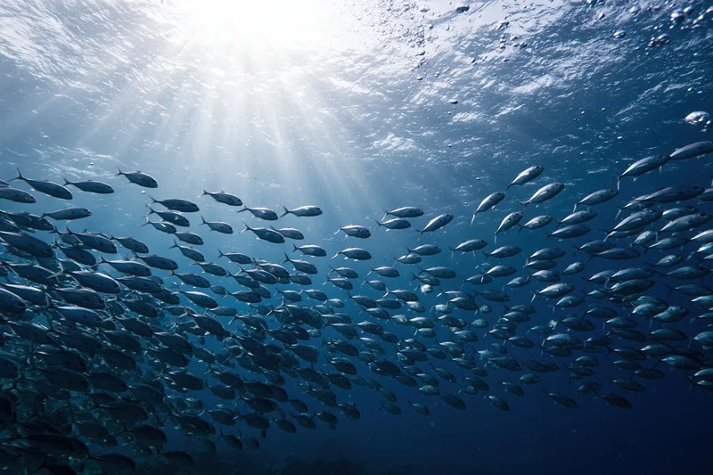 Large school of small silver fish swimming underwater in the ocean with sunlight streaming through the water surface