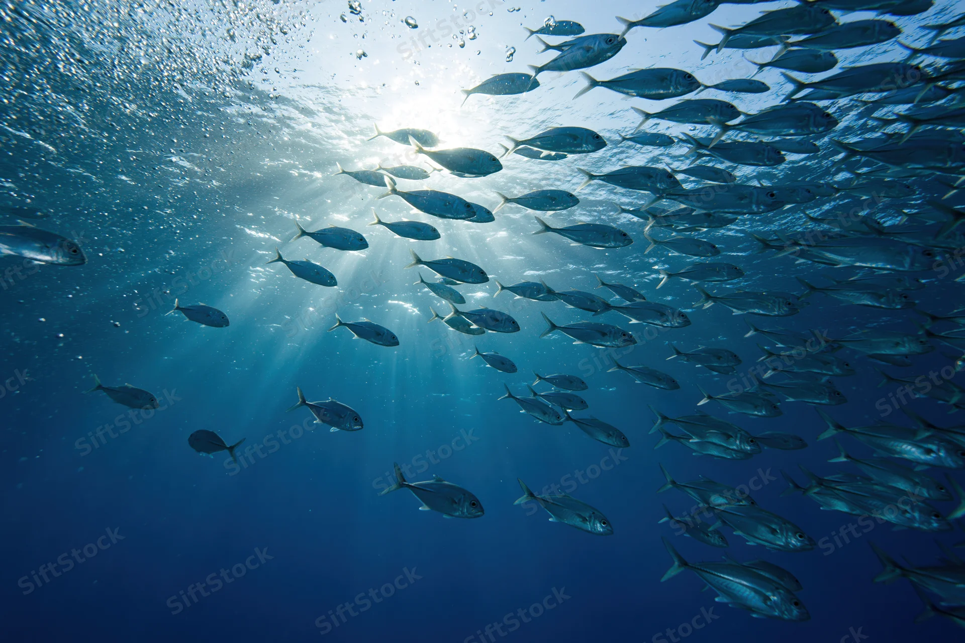 School of small silver fish swimming underwater in the ocean with sunlight rays piercing through the water surface