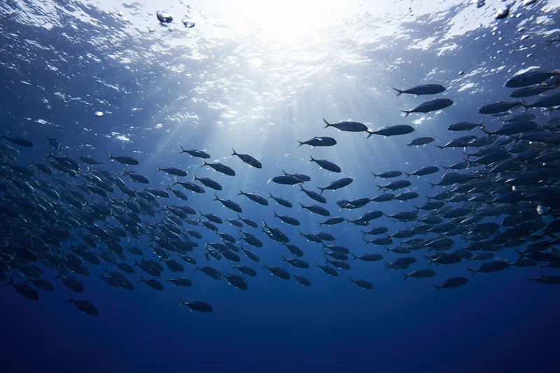 School of fish swimming underwater in the ocean with sunlight filtering through the water surface