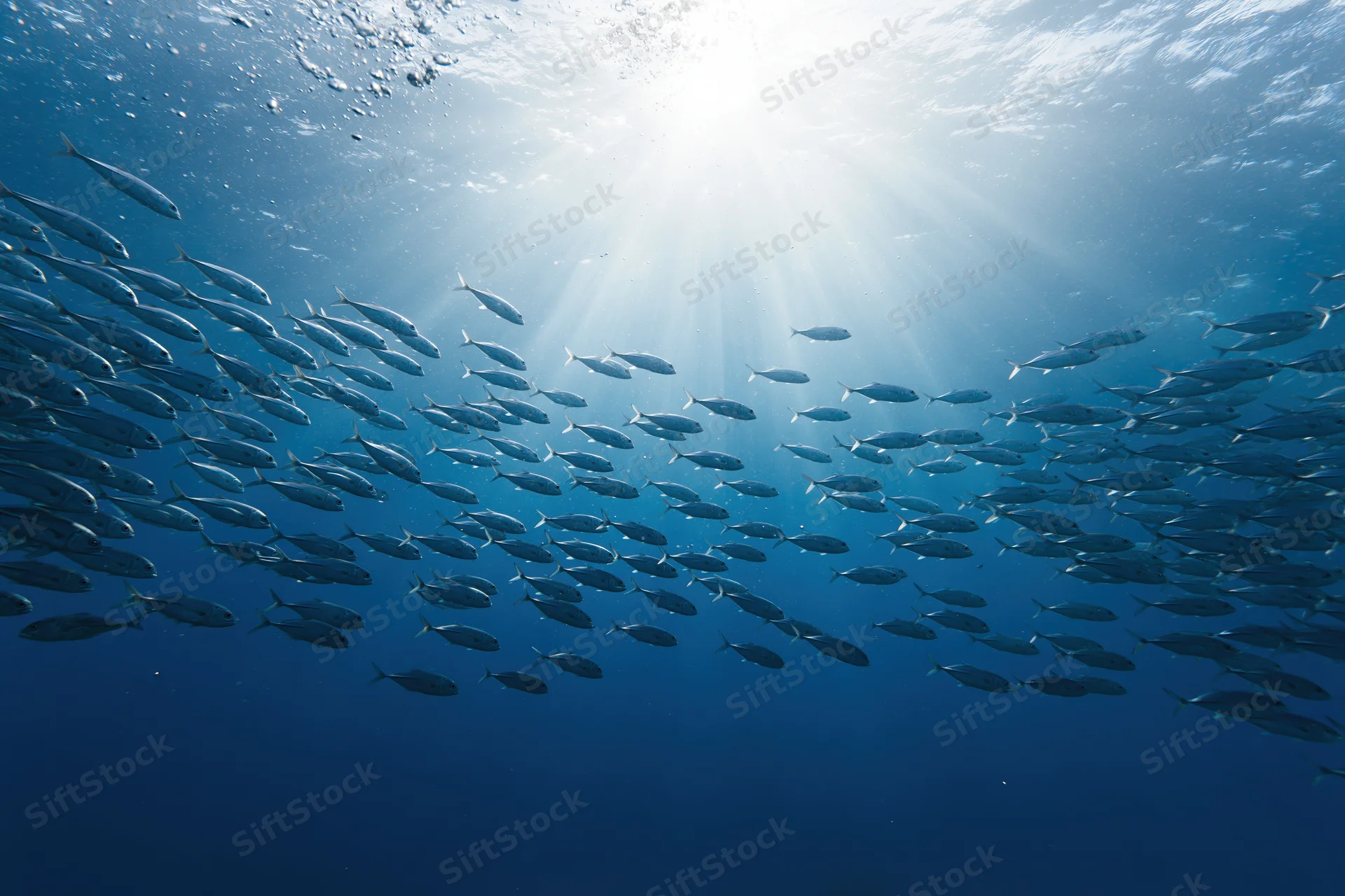 Large school of small silver fish swimming underwater in the ocean with sunlight streaming through the water surface