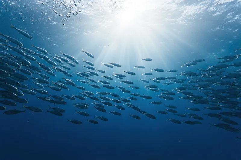 Large school of small silver fish swimming underwater in the ocean with sunlight streaming through the water surface