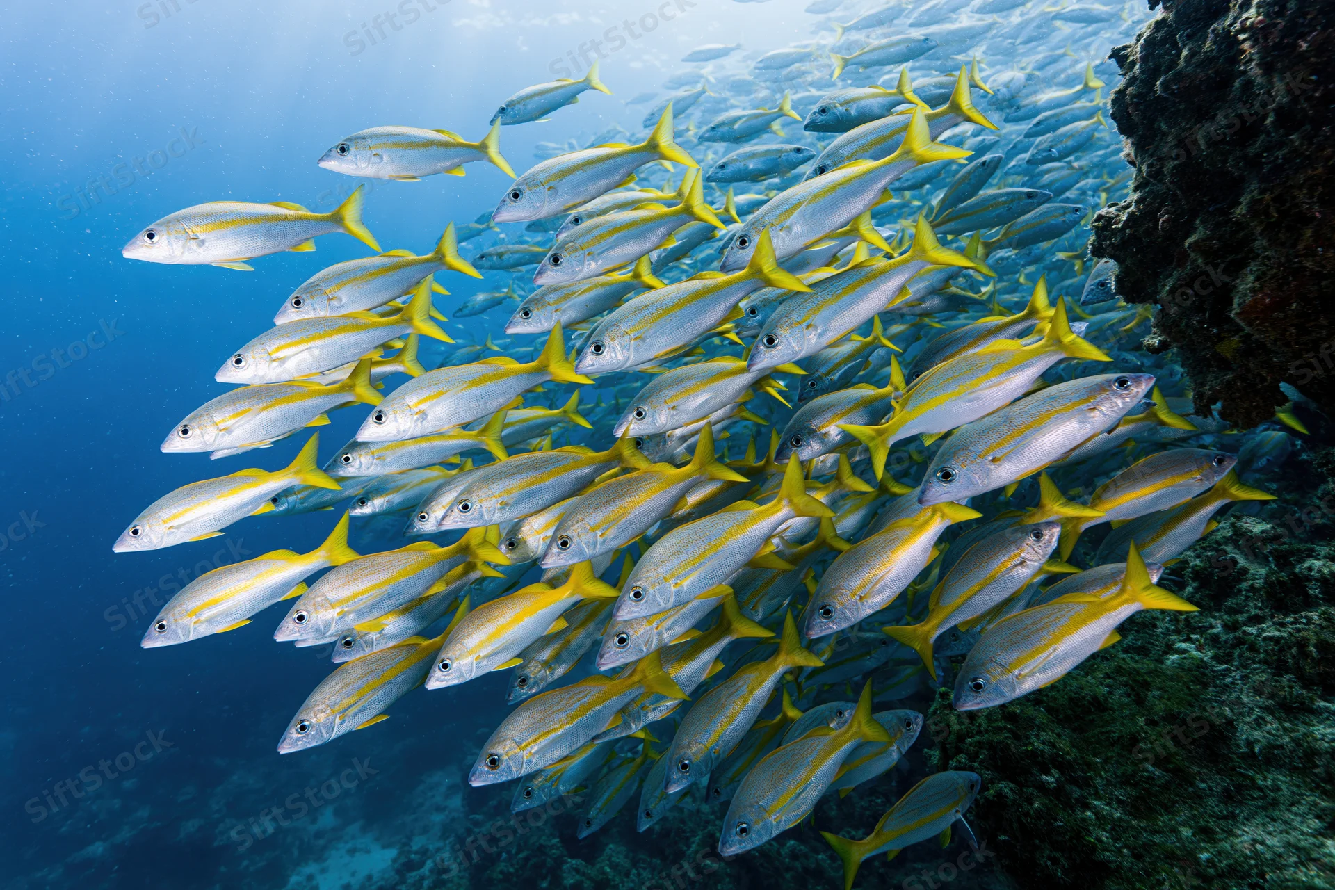 Large school of yellow and silver fusilier fish swimming near coral reef in clear blue ocean water