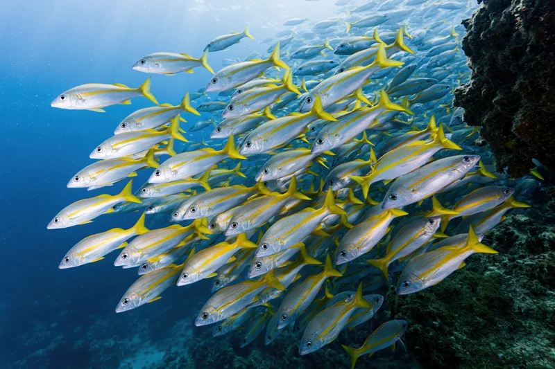 Large school of yellow and silver fusilier fish swimming near coral reef in clear blue ocean water