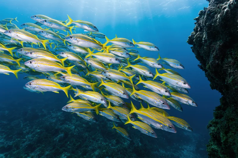 Large school of fusilier fish swimming underwater near coral reef in blue ocean water