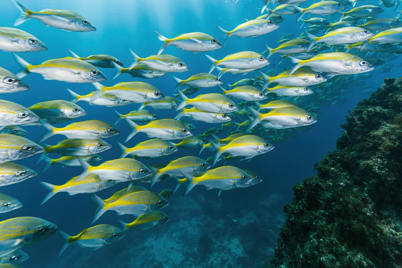 Large school of yellow and silver fusilier fish swimming underwater near coral reef