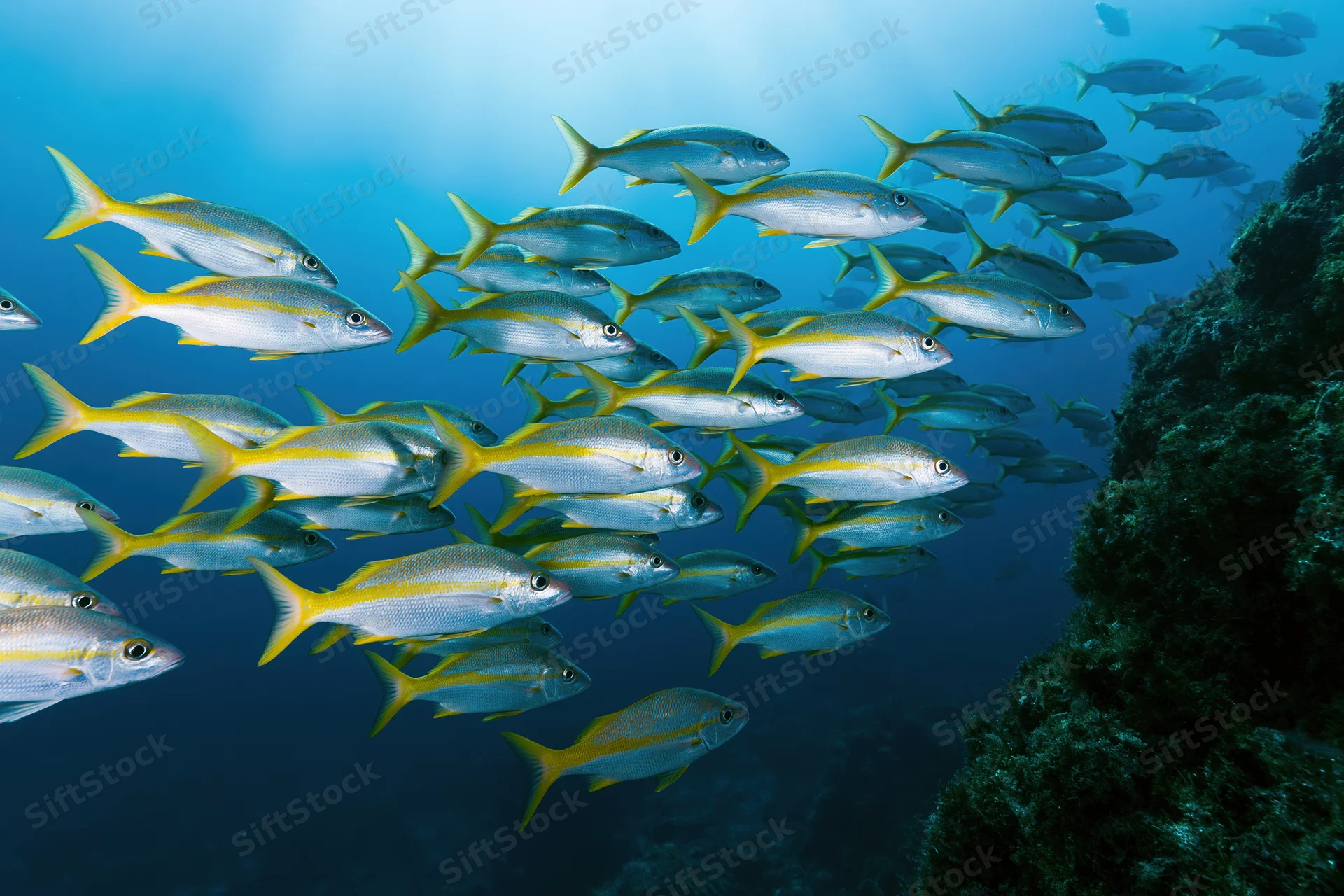 Large school of yellow and silver fusilier fish swimming near coral reef in deep blue ocean water