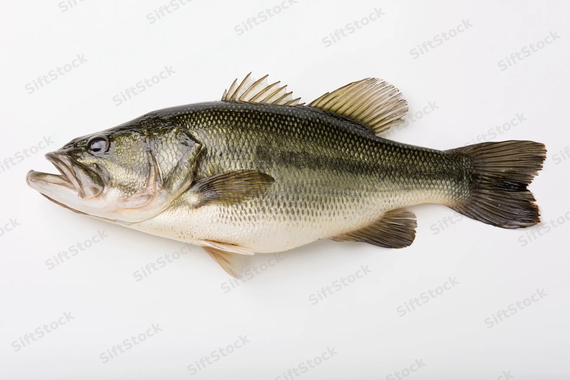 Largemouth bass specimen shown in lateral view on white background