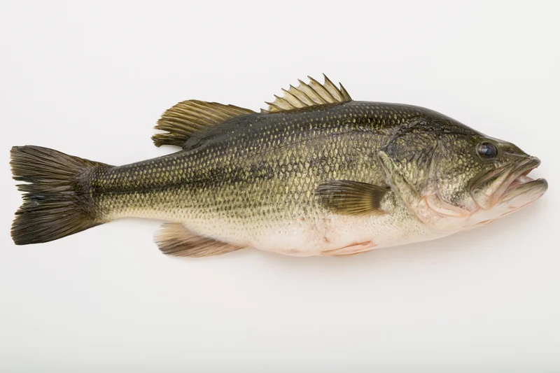 Largemouth bass fish specimen shown in lateral view against white background