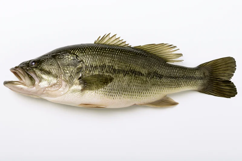 Largemouth bass fish specimen shown in lateral view against white background