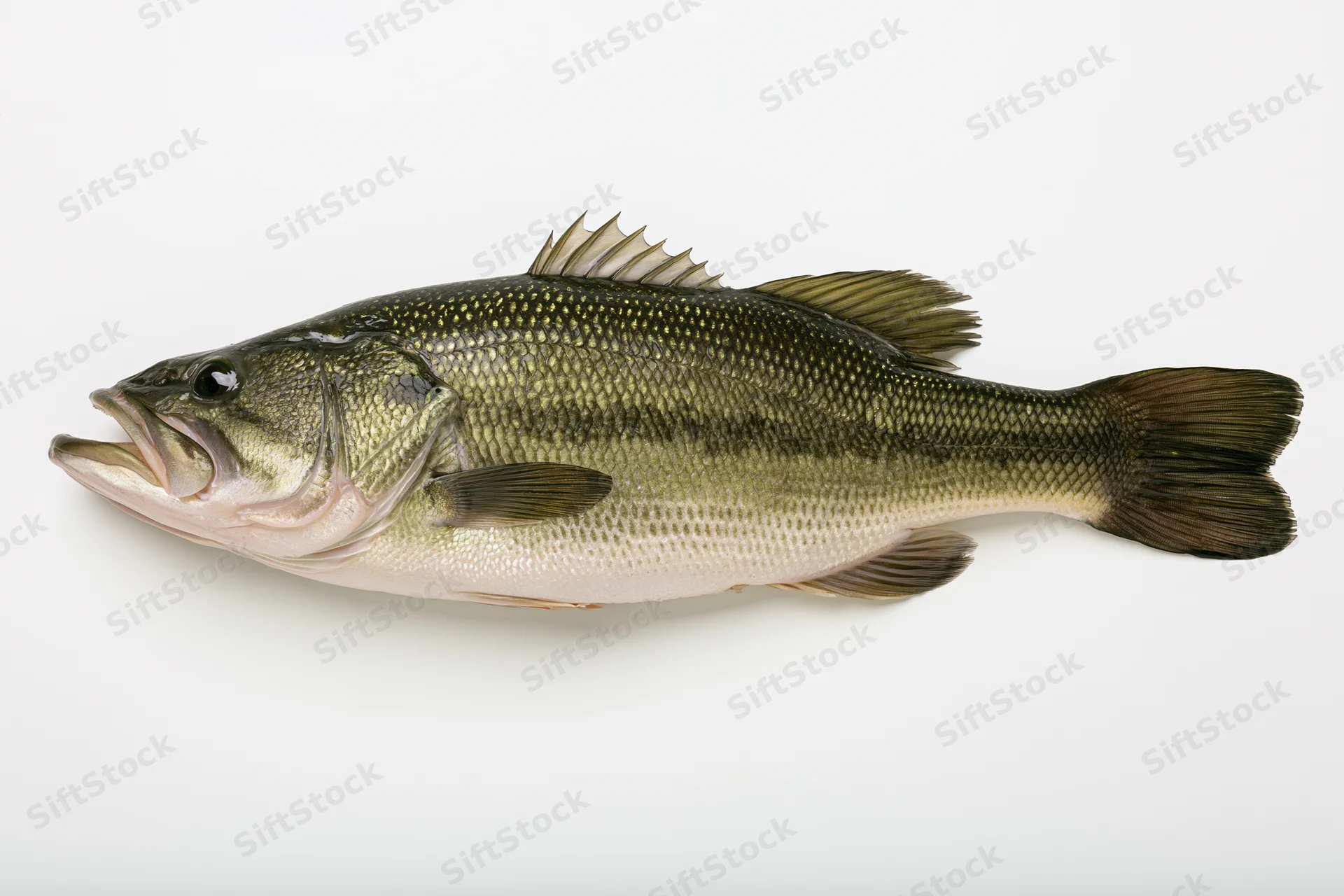 Largemouth bass fish specimen shown in lateral profile against white background