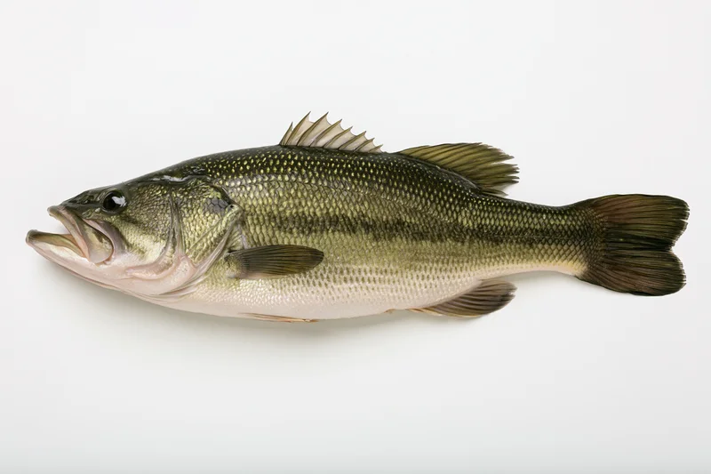 Largemouth bass fish specimen shown in lateral profile against white background