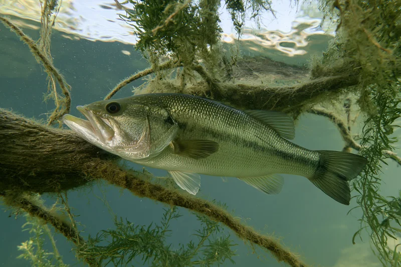 Largemouth bass hovering motionless beside a submerged tree branch in freshwater habitat