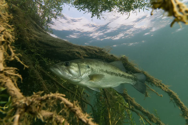 Largemouth bass hovering motionless beside submerged tree roots in freshwater habitat