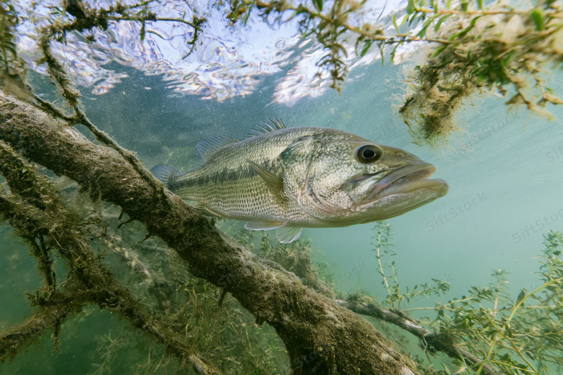 Largemouth bass hovering motionless beside submerged tree branch in clear freshwater habitat
