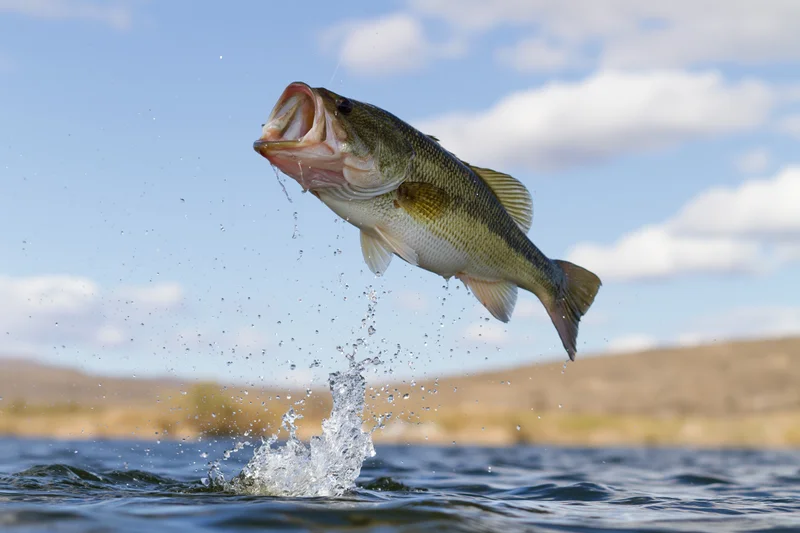 Largemouth bass leaping out of the water with mouth open and splash against blue sky and distant shore