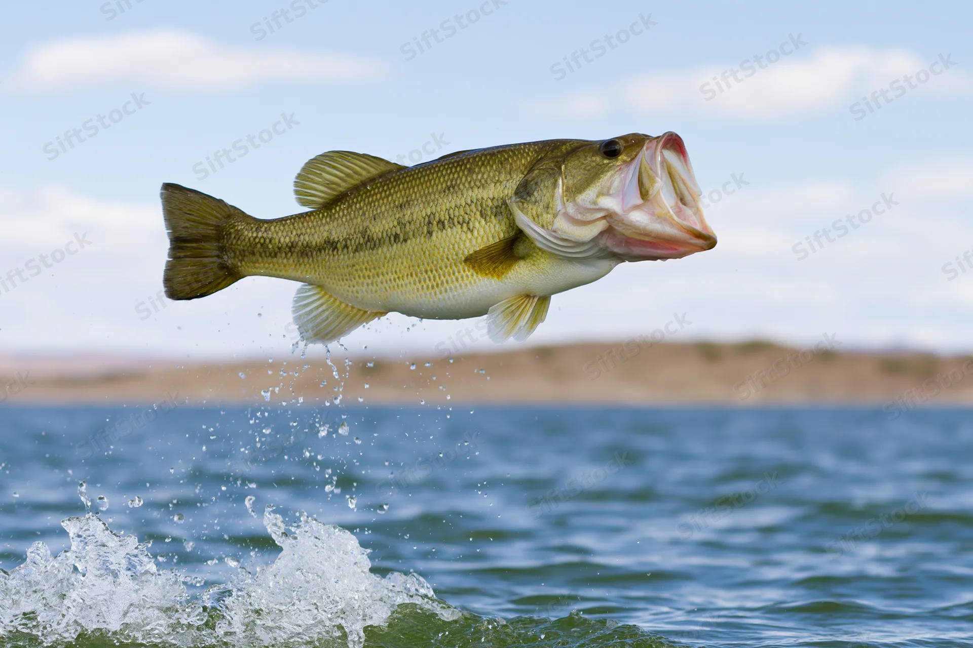 Largemouth bass leaping out of the water with mouth open over a lake
