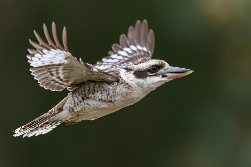Laughing kookaburra in mid-flight with wings fully spread against a blurred green background