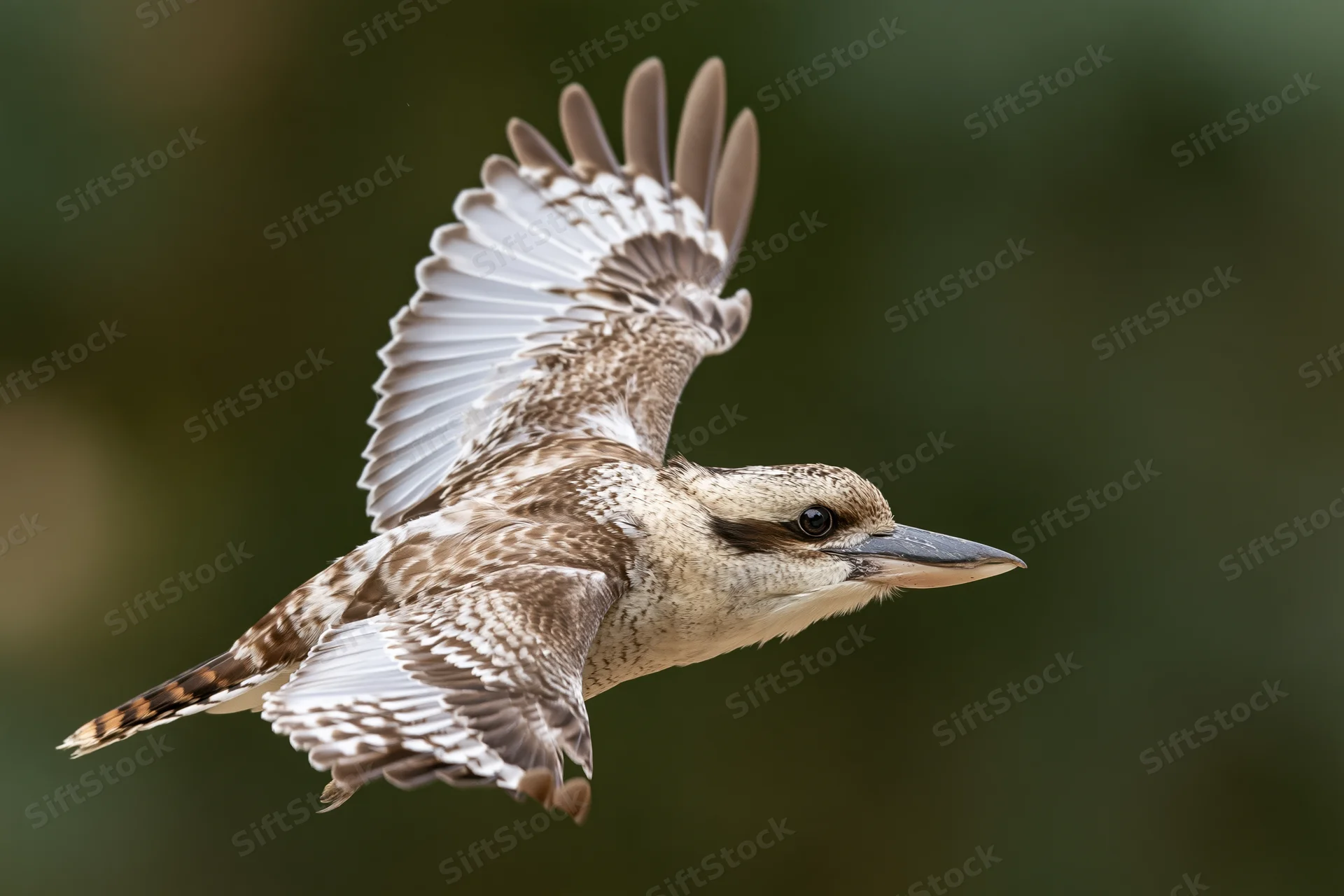 Laughing kookaburra in mid-flight with wings fully spread against a blurred green background