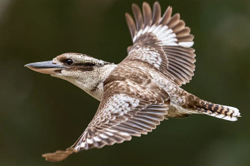 Laughing kookaburra in mid-flight with wings fully spread against a blurred forest background