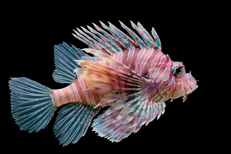Lionfish floating motionless against a pure black background