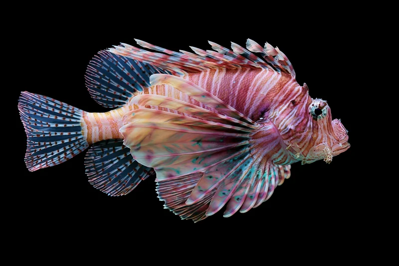 Lionfish floating motionless against a pure black background