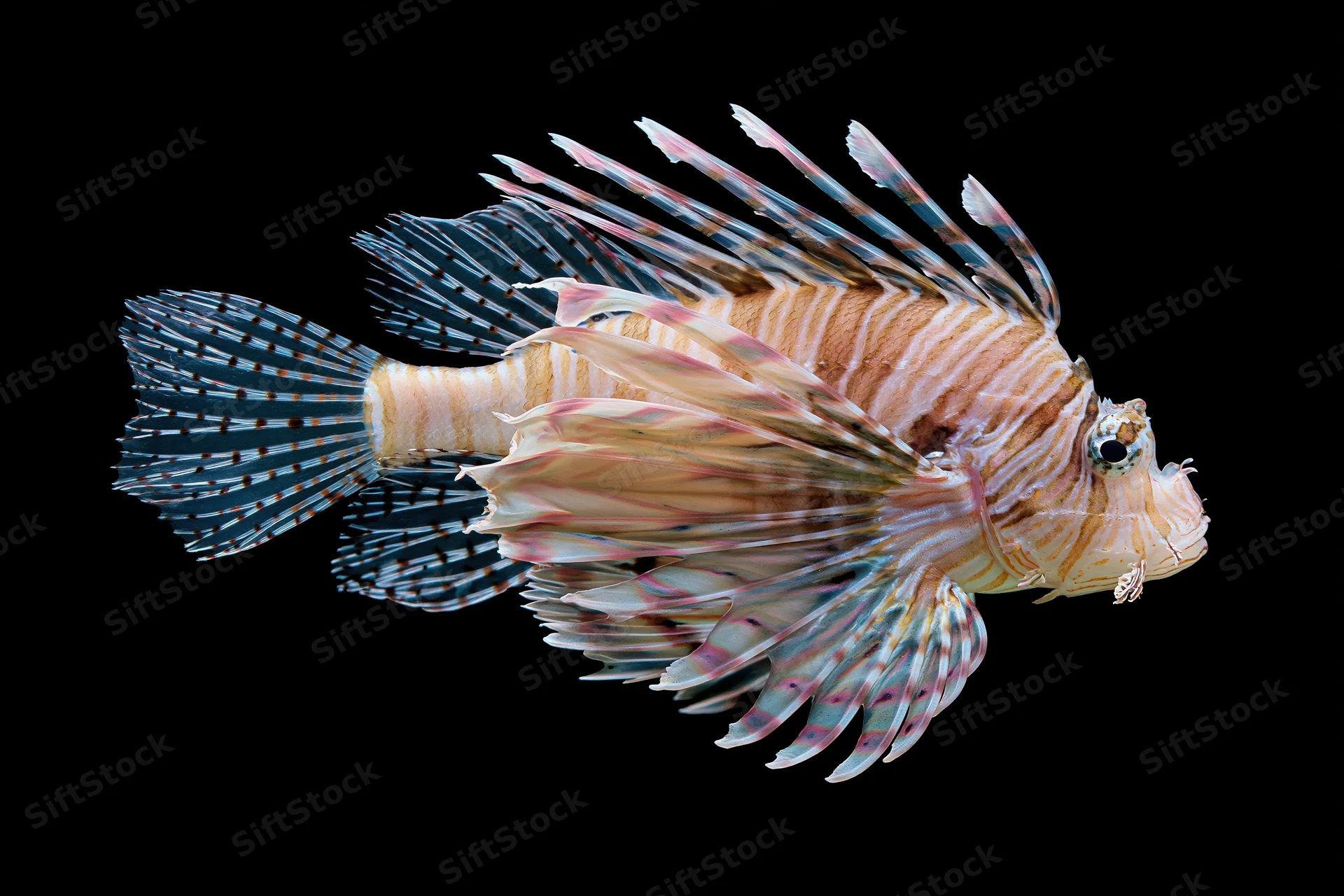 Lionfish floating motionless against a pure black background