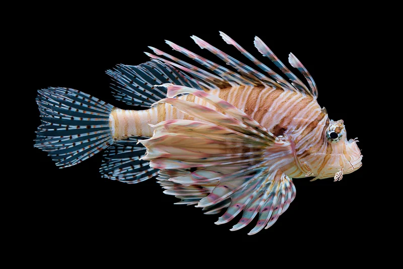Lionfish floating motionless against a pure black background