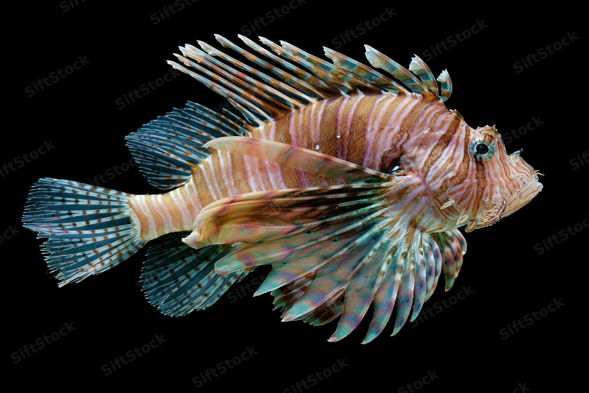 Lionfish floating motionless against a pure black background