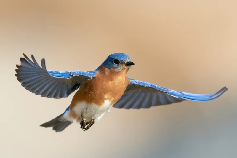 Male eastern bluebird hovering mid-flight with wings spread against soft warm background