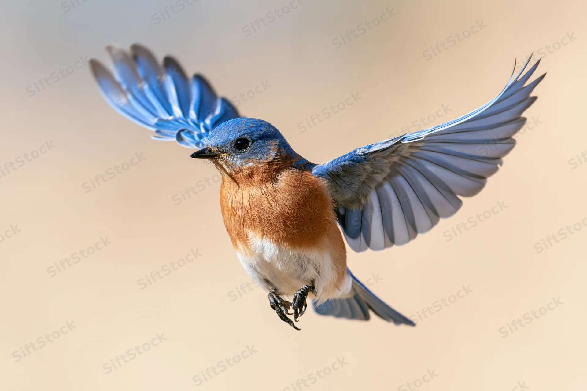 Male eastern bluebird hovering mid-flight with wings spread against soft background