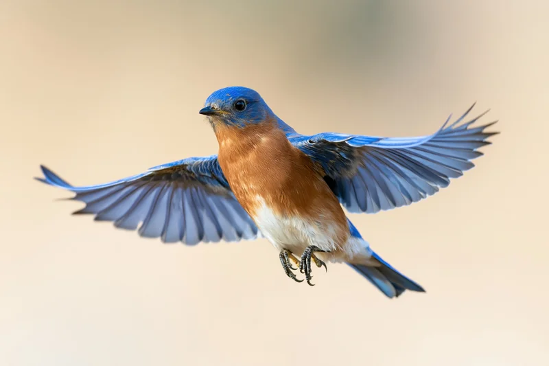 Male eastern bluebird hovering mid-flight with wings spread against soft sky background