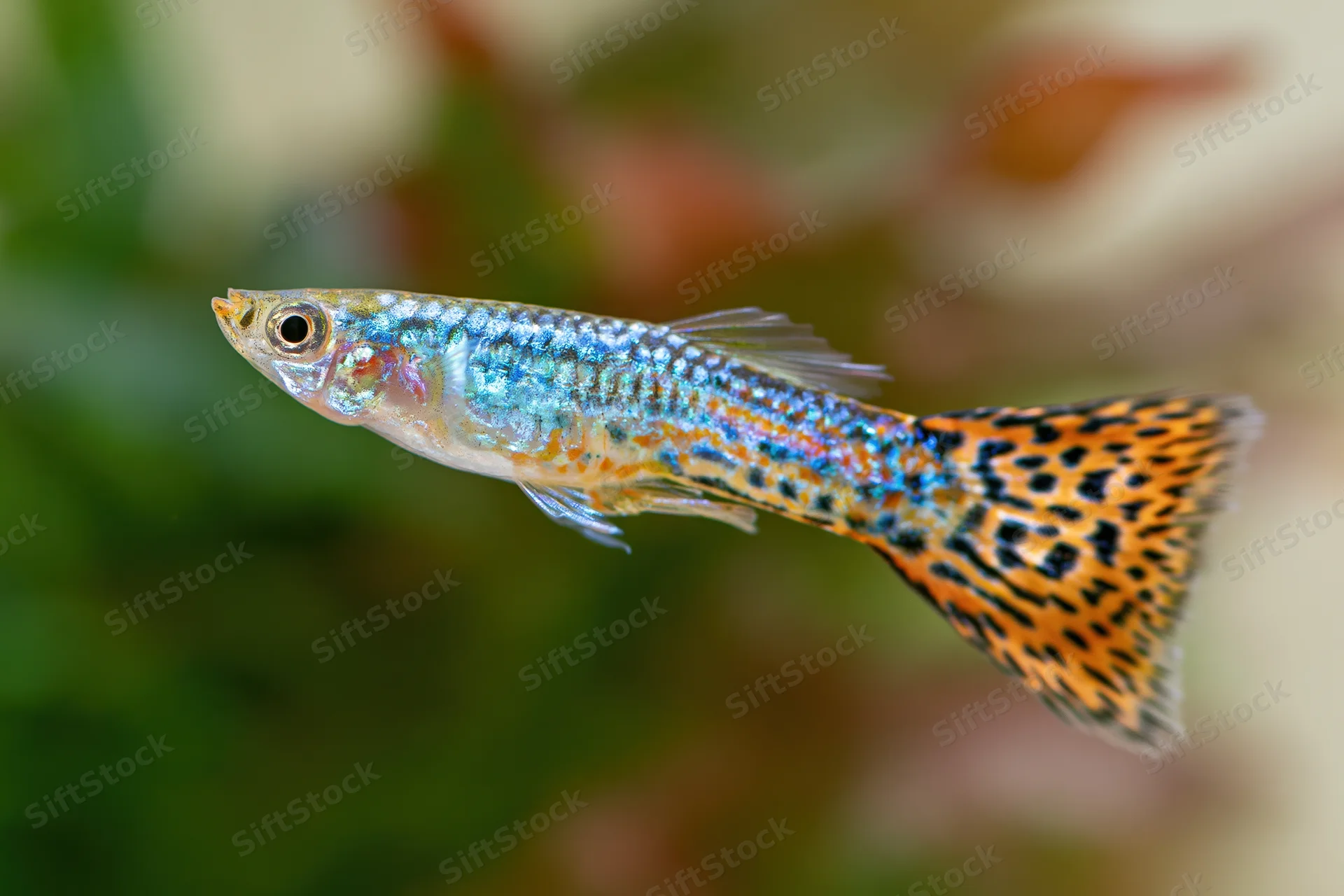 Male guppy fish swimming in freshwater aquarium with colorful patterned tail and iridescent scales