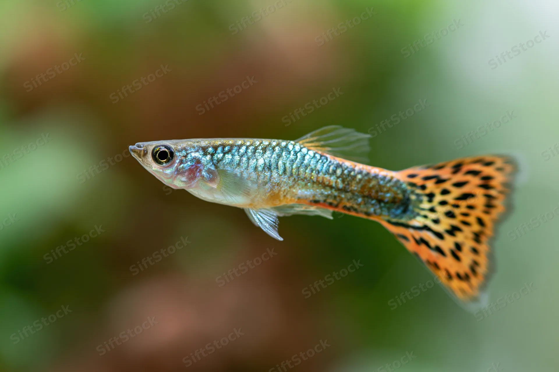 Male fancy guppy fish swimming in freshwater aquarium side profile view