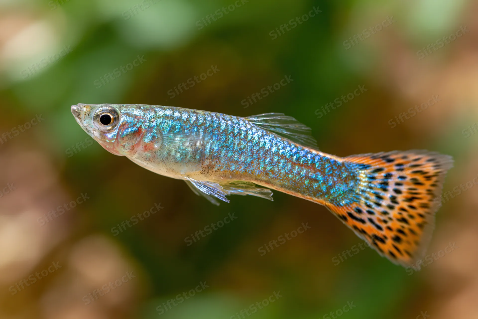 Male guppy fish swimming in freshwater aquarium with iridescent blue body and patterned orange tail