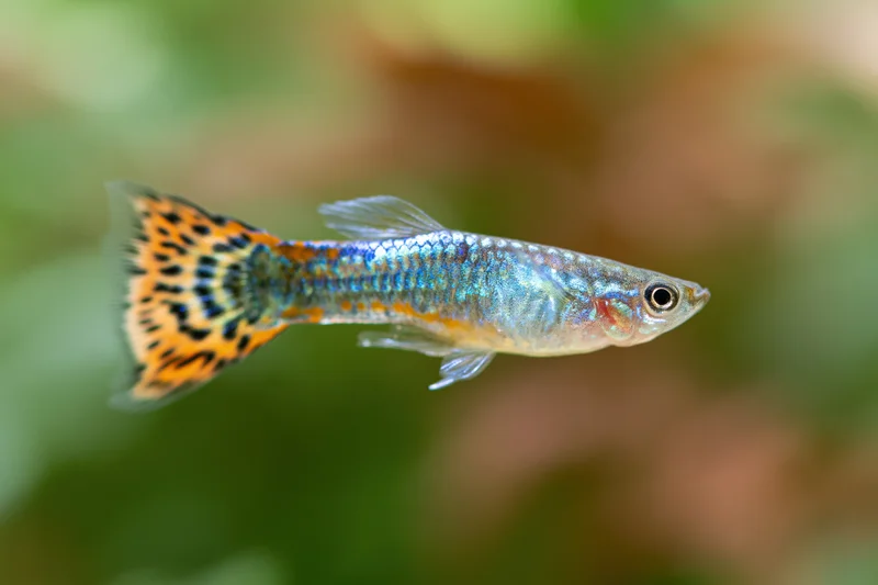 Male fancy guppy fish swimming in a freshwater aquarium with vibrant orange and blue patterned tail, closeup view