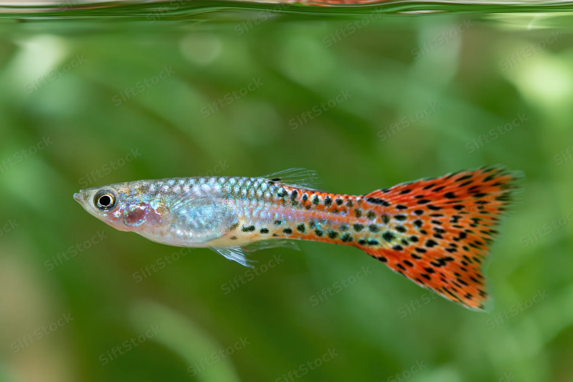 Male fancy guppy fish swimming midwater in aquarium with green plant background