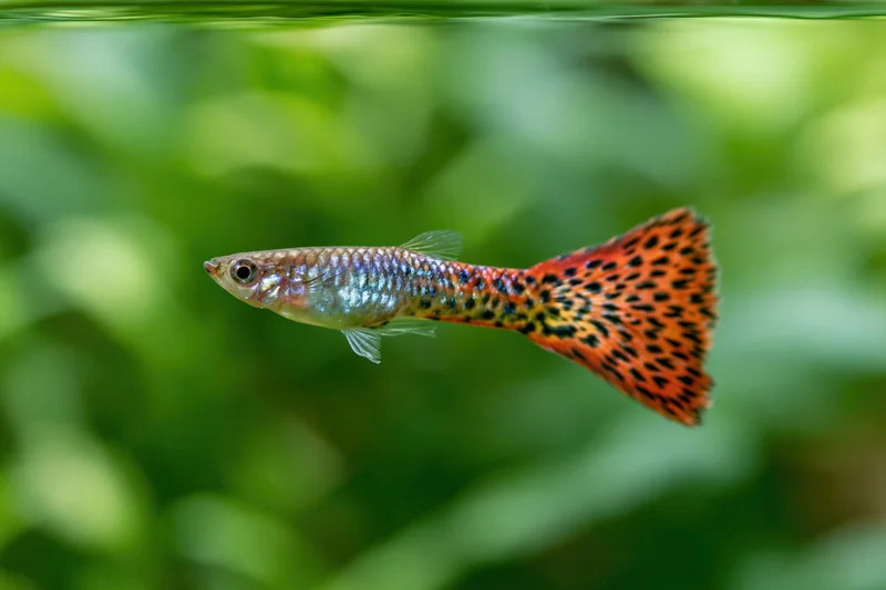 Male fancy guppy fish swimming midwater in aquarium with green foliage background