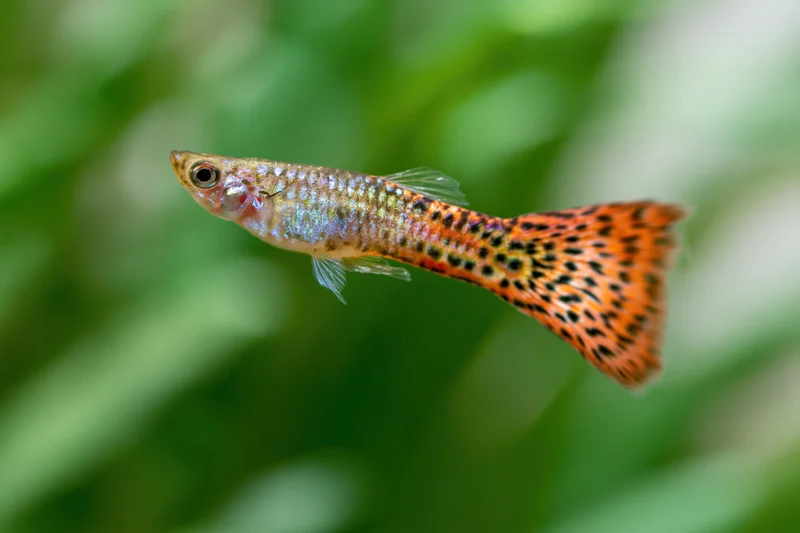 Male fancy guppy fish swimming midwater in an aquarium with green plants in the background