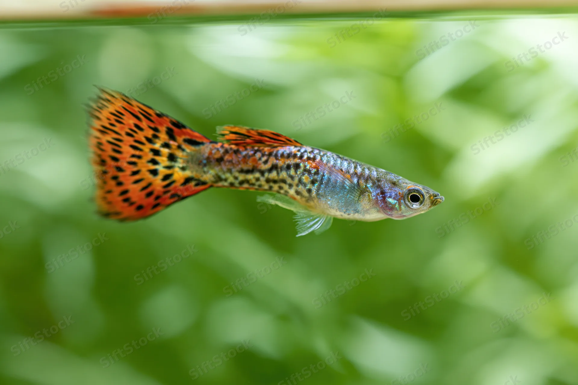 Male fancy guppy fish swimming midwater in an aquarium with green aquatic plants in the background