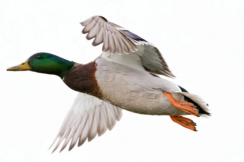 Male mallard duck in flight with wings fully spread against white background