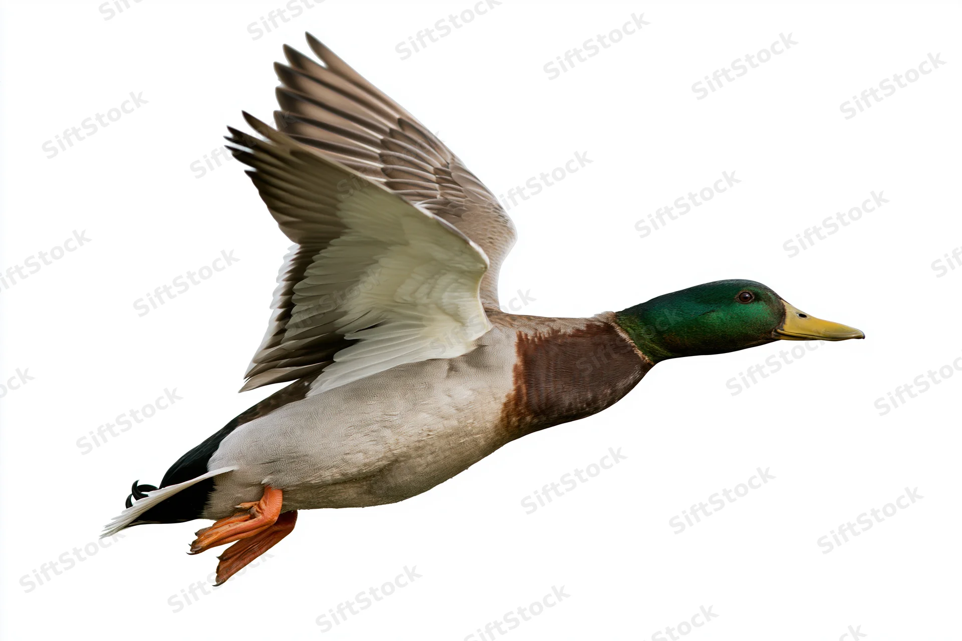 Male mallard duck in mid-flight with wings fully spread against white background