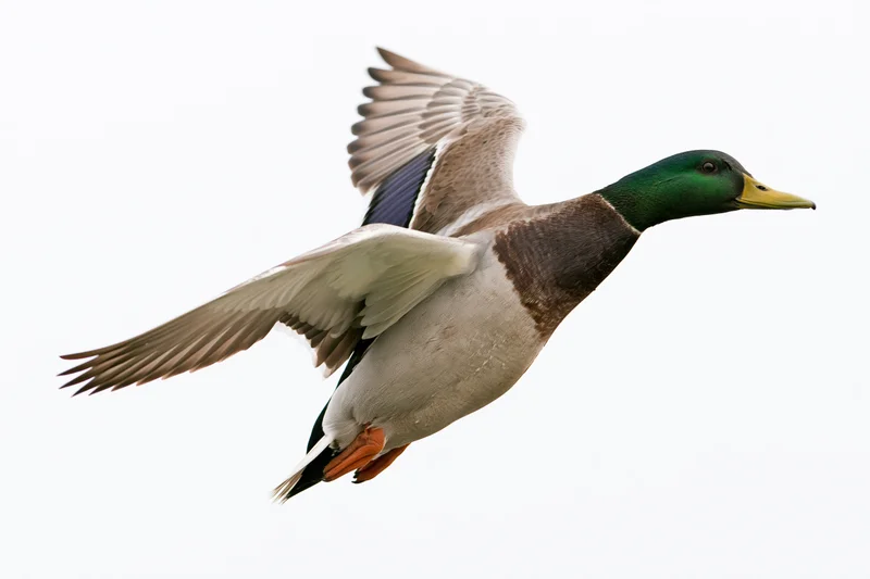 Male mallard duck in mid-flight with wings fully spread against white background