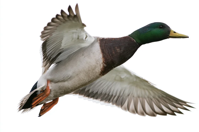 Male mallard duck in mid-flight with wings fully spread isolated on white background