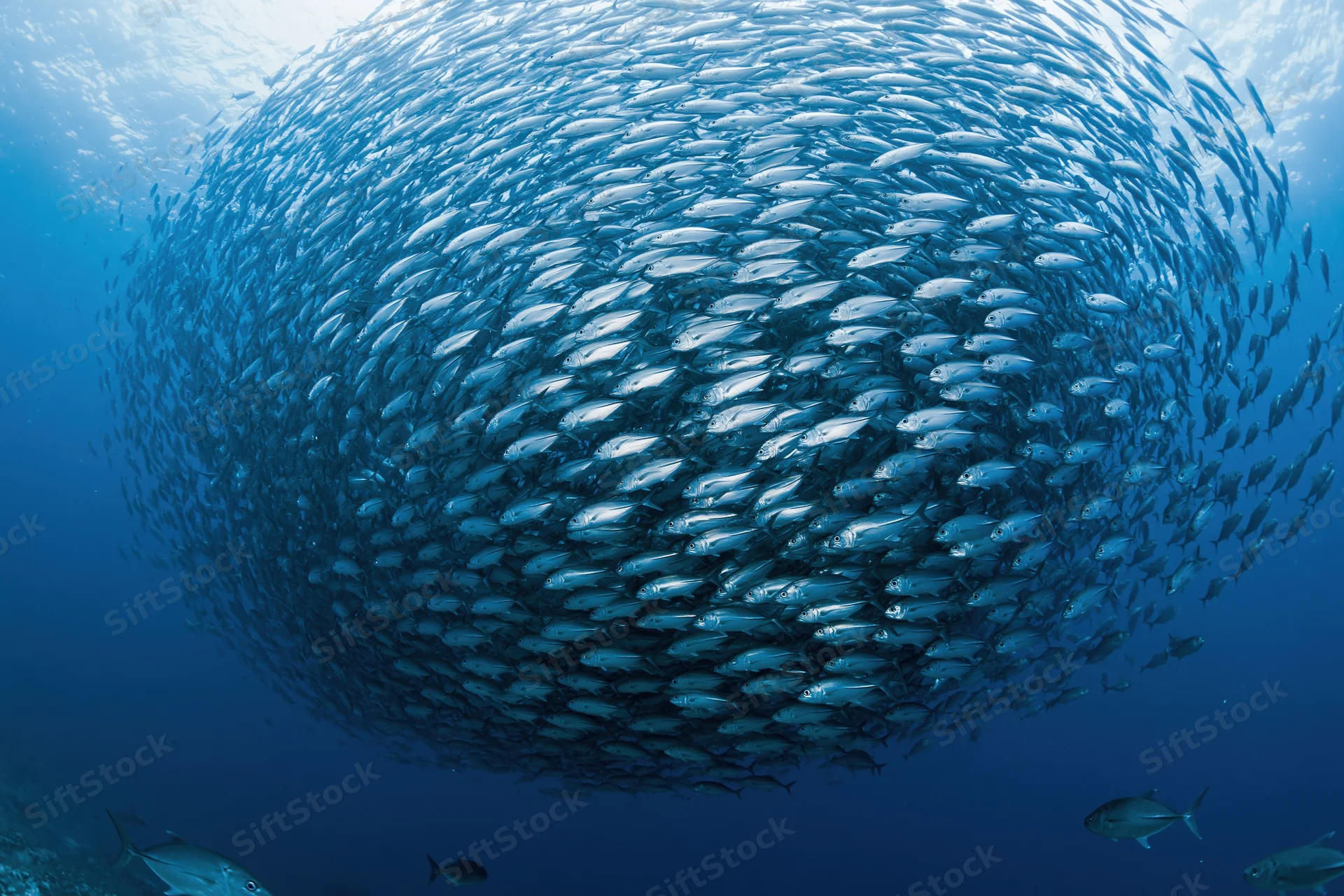 Massive school of small silver fish swirling in a tight bait ball underwater in the deep ocean