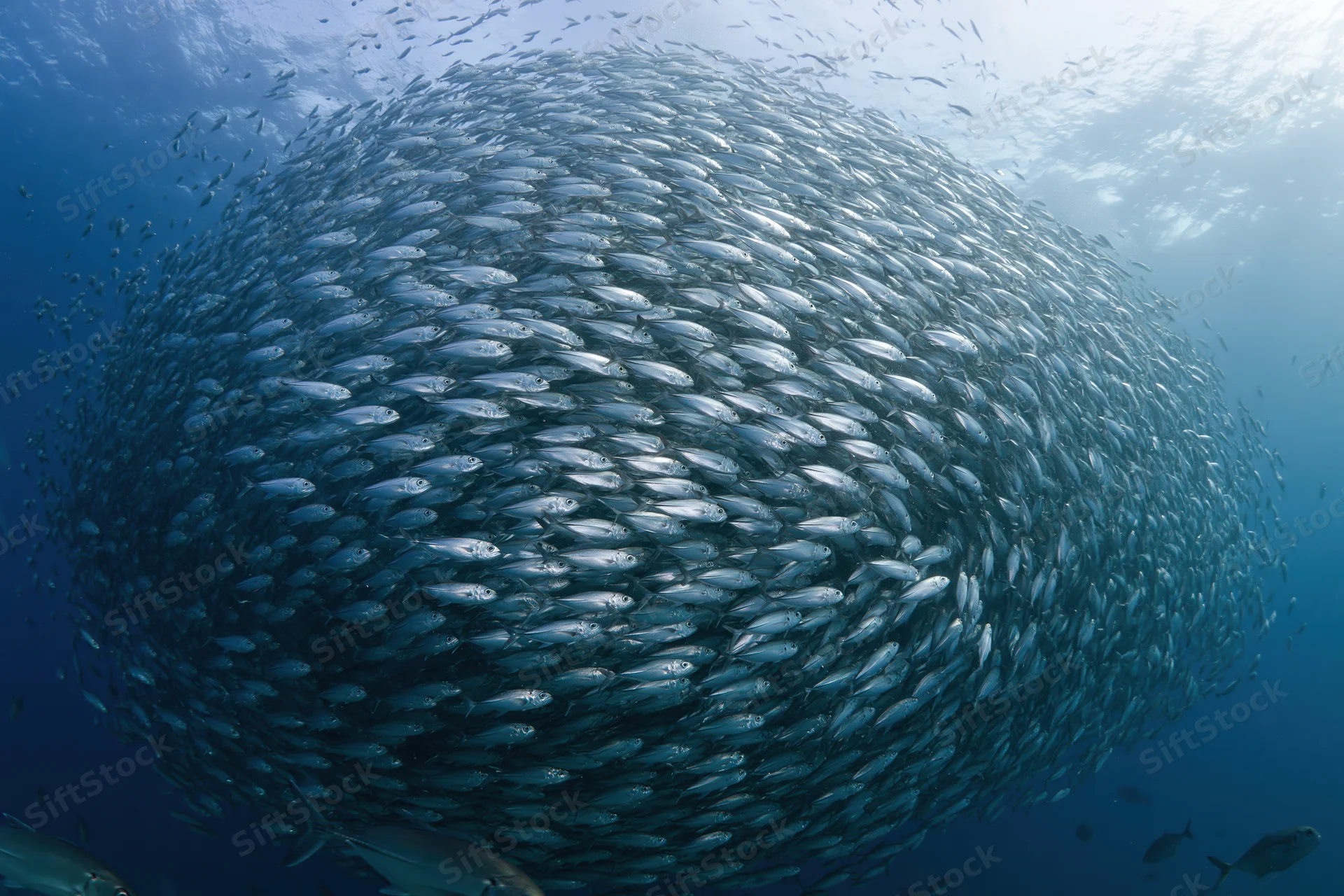 Massive school of small silver fish swirling in a tight circular formation underwater