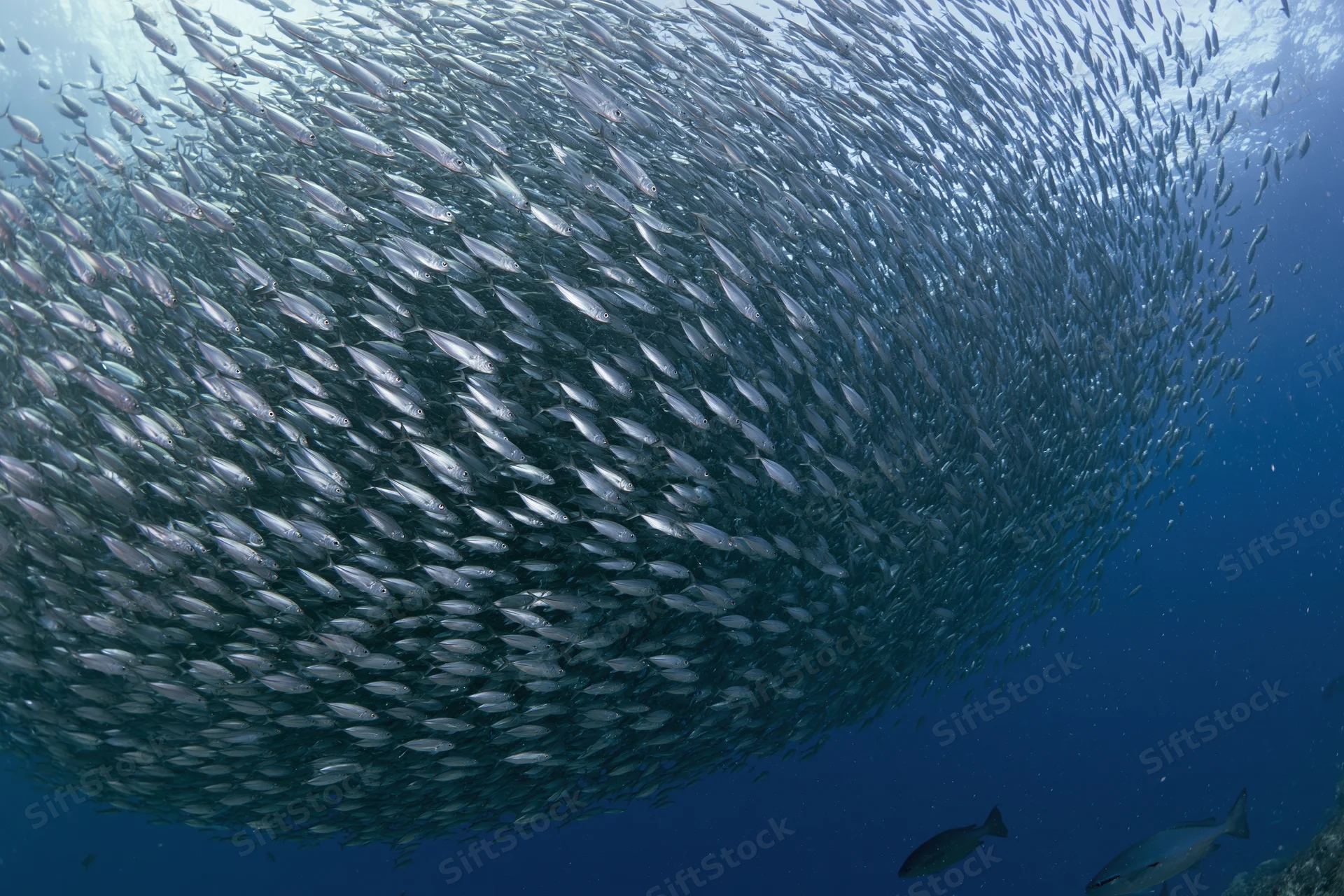 Massive school of small silver fish swirling in deep ocean water