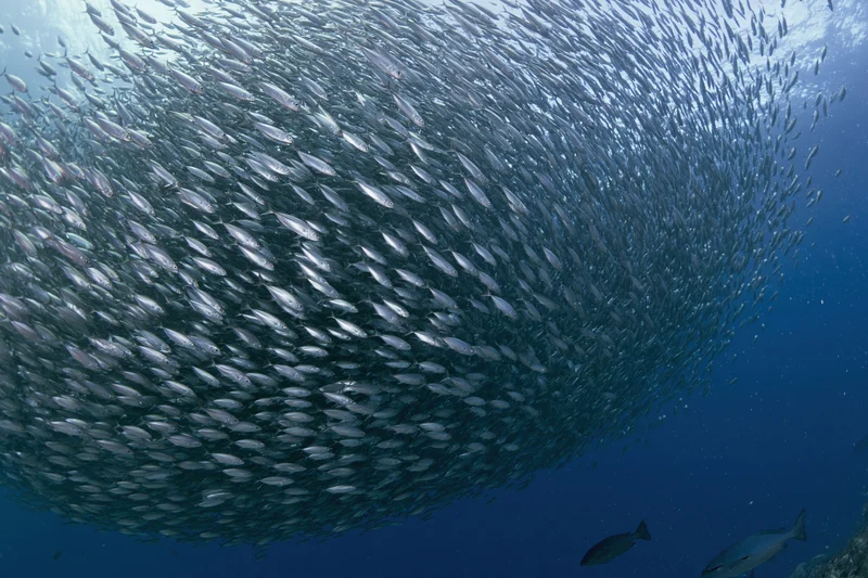 Massive school of small silver fish swirling in deep ocean water