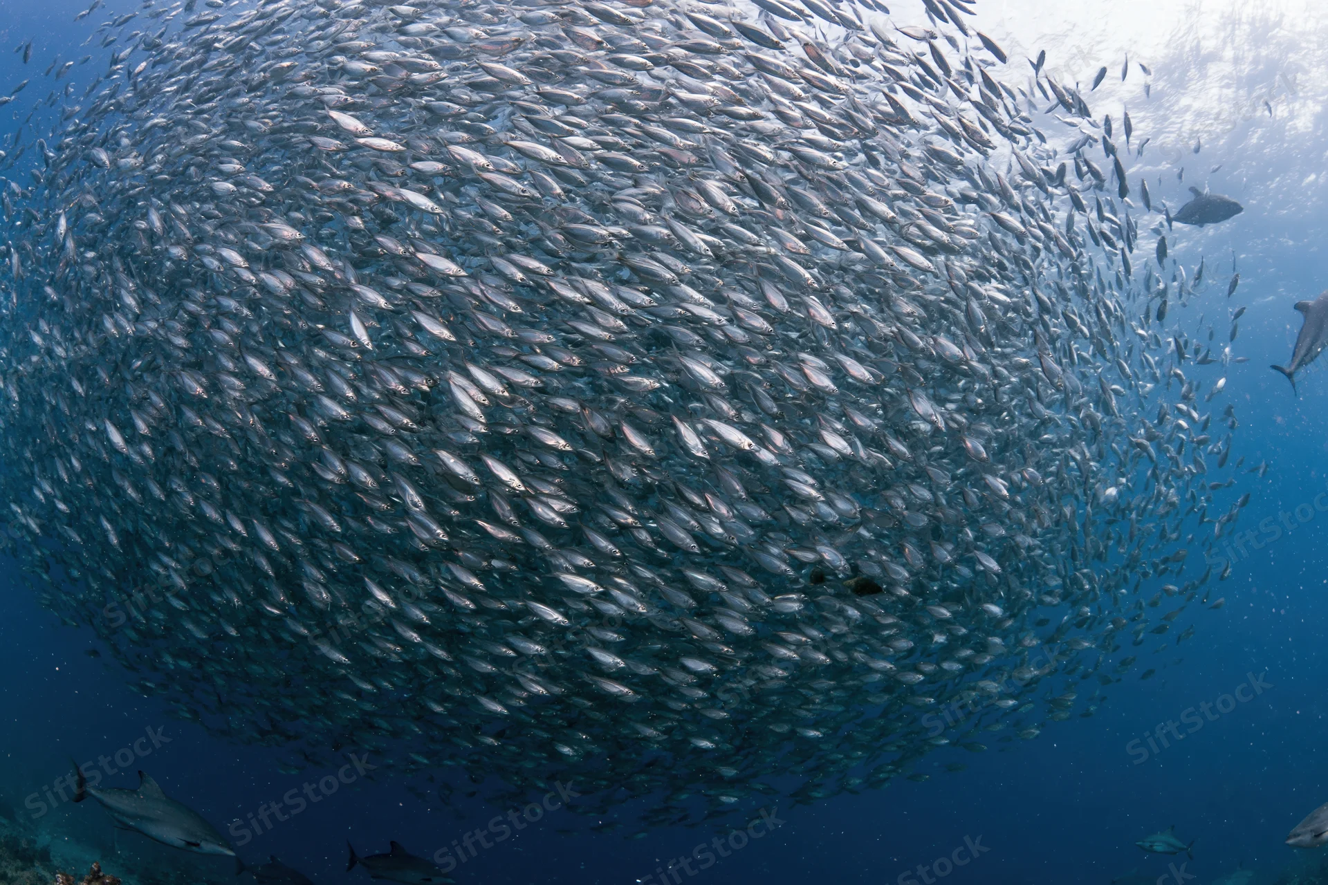 Massive school of small silver fish swirling underwater in the ocean