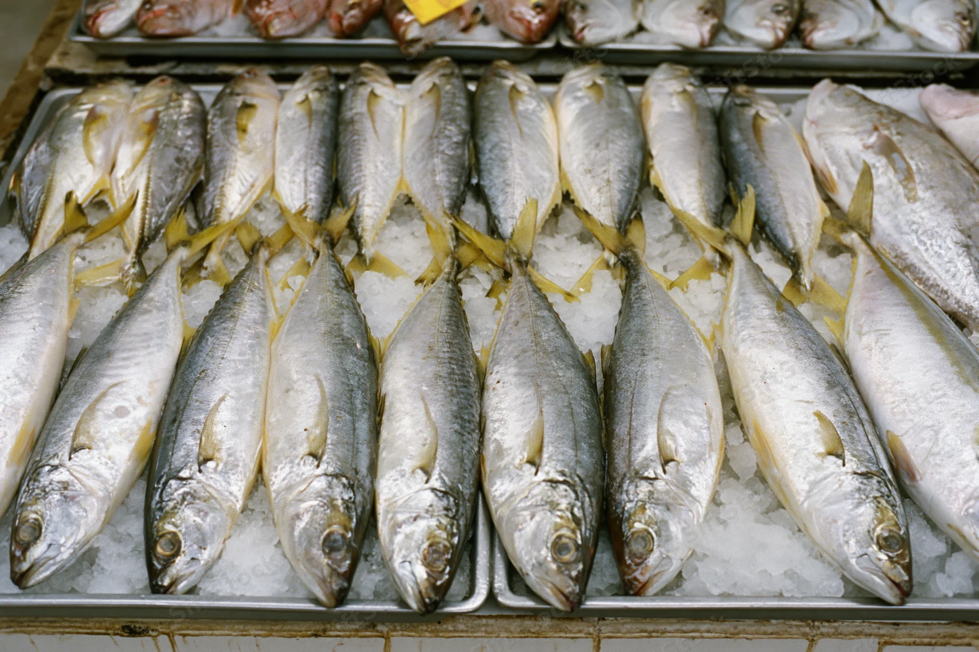 Whole fresh fish arranged in rows on ice at a seafood market display